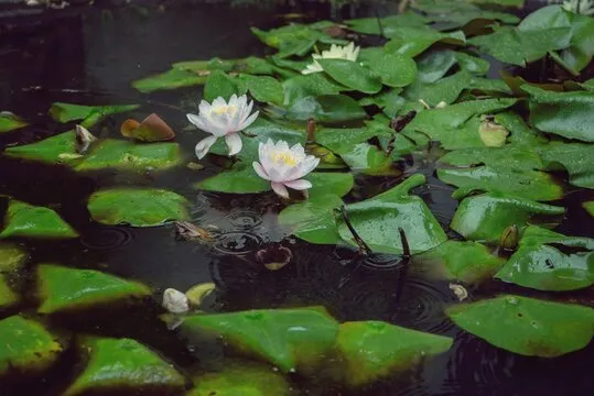 澳洲幸运5走势图